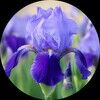 wildly_iris